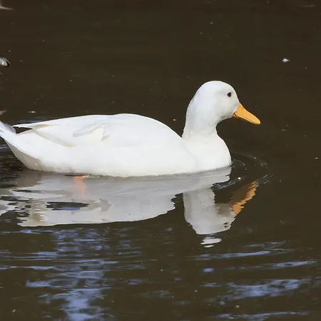 Cowslip Semesterbostad