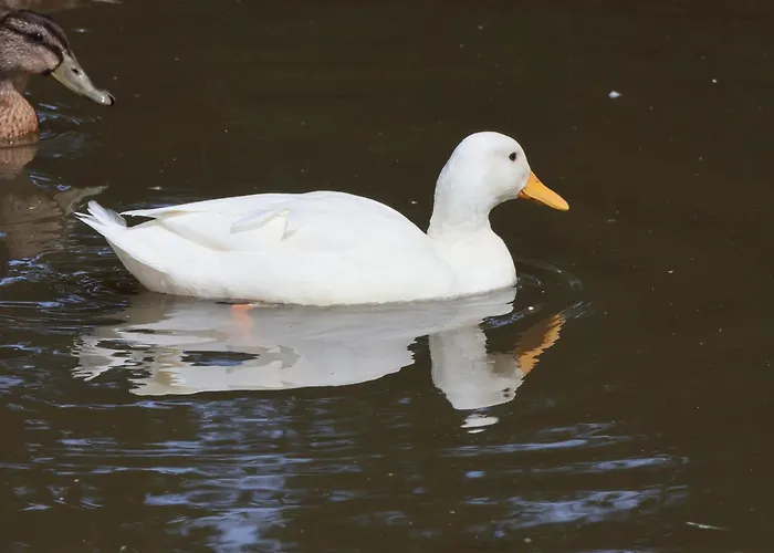 Cowslip Hébergement de vacances